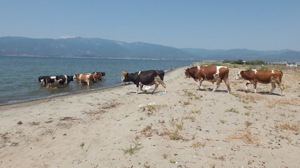 Foto - Onlar da sıcaktan bunaldı! 