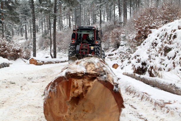 Foto - Onlar ekmeklerini taştan değil, ormandan çıkarıyorlar!