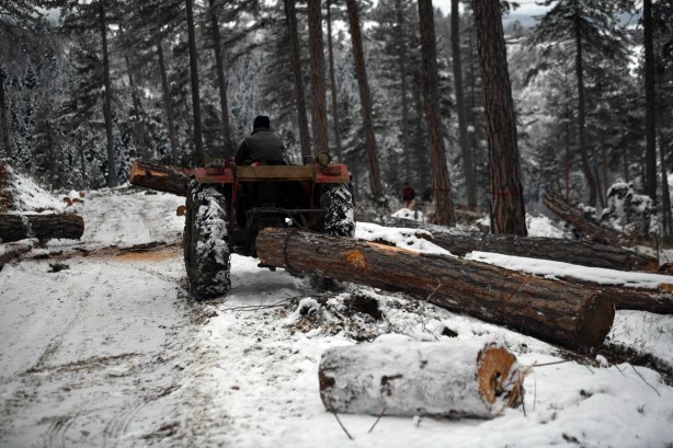 Foto - Onlar ekmeklerini taştan değil, ormandan çıkarıyorlar!