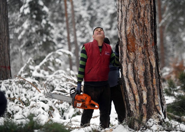 Foto - Onlar ekmeklerini taştan değil, ormandan çıkarıyorlar!