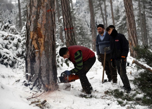 Foto - Onlar ekmeklerini taştan değil, ormandan çıkarıyorlar!