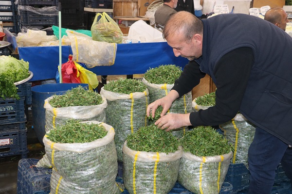 Foto - Onlar ölürse bu otu tanıyan kalmayacak! 