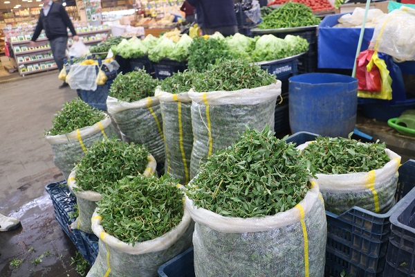 Foto - Onlar ölürse bu otu tanıyan kalmayacak! 