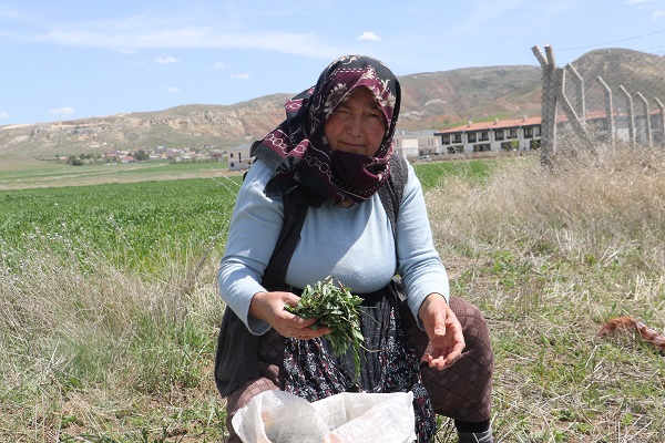 Foto - Onlar ölürse bu otu tanıyan kalmayacak! 