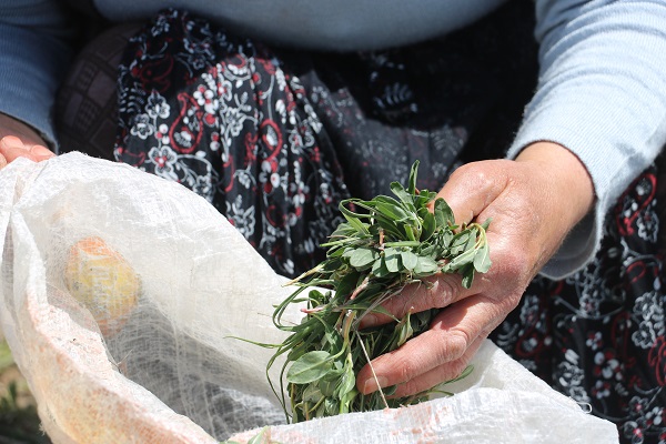 Foto - Onlar ölürse bu otu tanıyan kalmayacak! 
