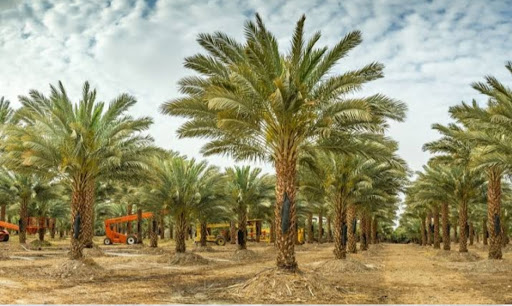 Foto - Onlar sıradan besinler değil! İşte şifalı yiyecekler