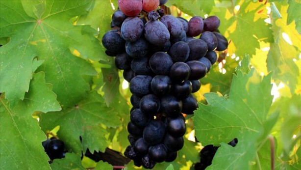 Foto - Onlar sıradan besinler değil! İşte şifalı yiyecekler