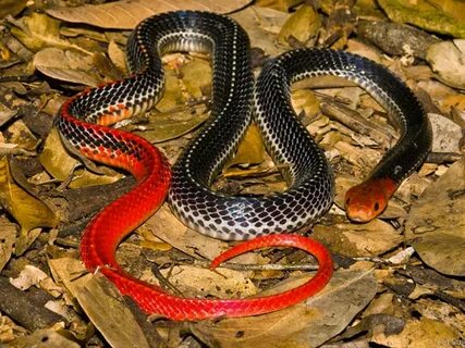 Foto - Onlar yılanların en tehlikelisi! Mevsimi gelmeden çıkmaya başladılar