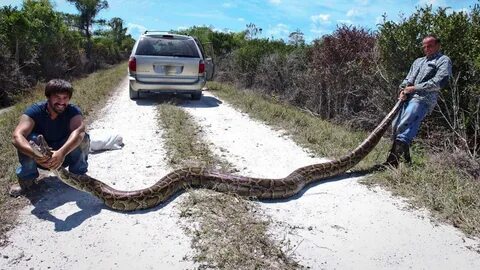 Foto - Onlar yılanların en tehlikelisi! Mevsimi gelmeden çıkmaya başladılar
