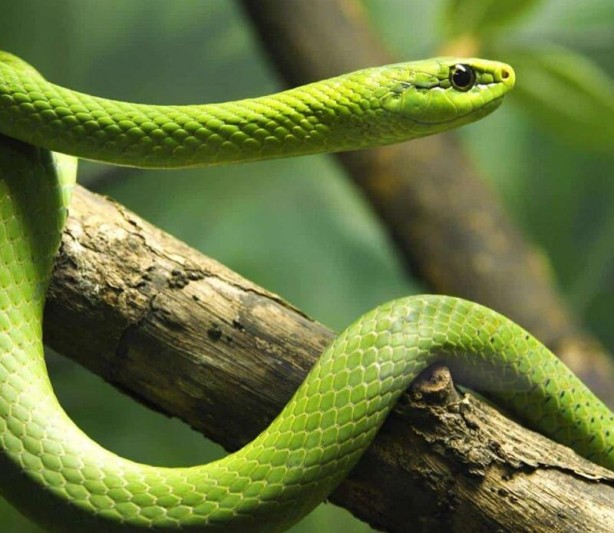 Foto - Onlar yılanların en tehlikelisi! Mevsimi gelmeden çıkmaya başladılar