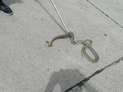 Foto - Onlar yılanların en tehlikelisi! Mevsimi gelmeden çıkmaya başladılar