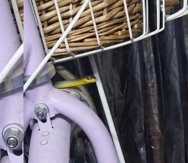 Foto - Onlar yılanların en tehlikelisi! Mevsimi gelmeden çıkmaya başladılar