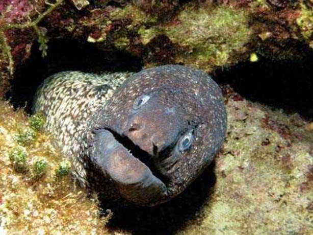 Foto - Onlara dikkat edin! İşte denizlerin en tehlikelileri...