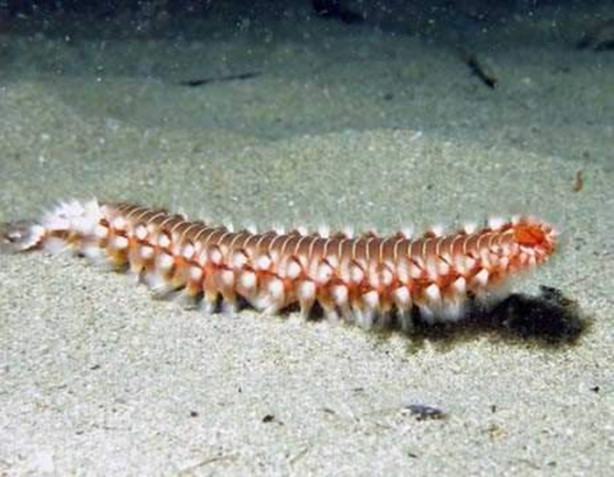 Foto - Onlara dikkat edin! İşte denizlerin en tehlikelileri...