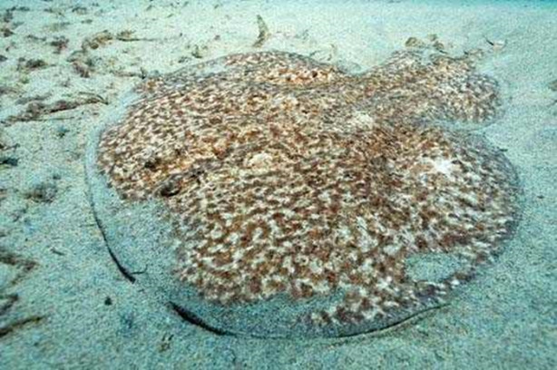 Foto - Onlara dikkat edin! İşte denizlerin en tehlikelileri...