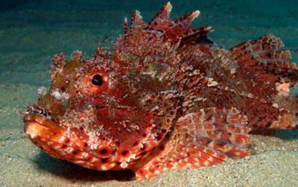 Foto - Onlara dikkat edin! İşte denizlerin en tehlikelileri...