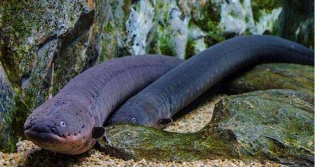 Foto - Onlara dikkat edin! İşte denizlerin en tehlikelileri...