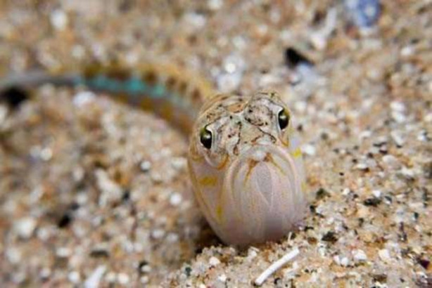 Foto - Onlara dikkat edin! İşte denizlerin en tehlikelileri...