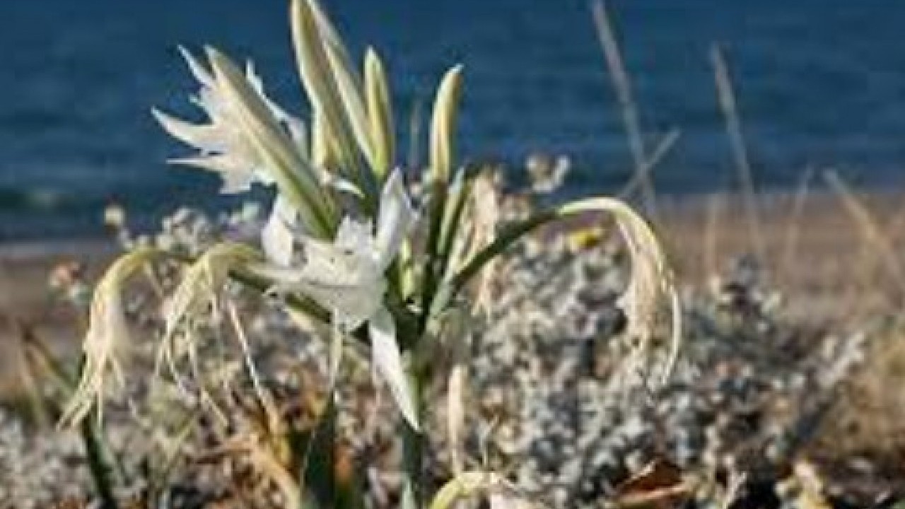 Foto - Onlara dokunmadan önce iyi düşünün: Cezası tam 557 bin lira!