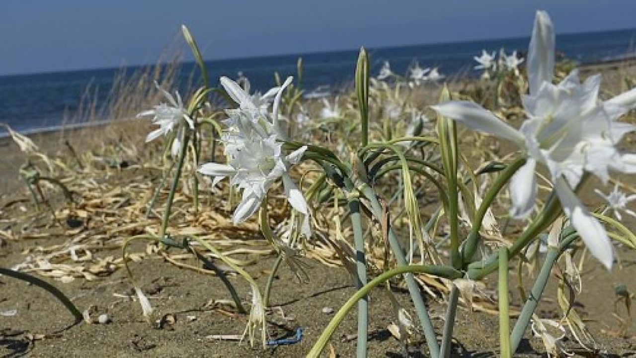 Foto - Onlara dokunmadan önce iyi düşünün: Cezası tam 557 bin lira!