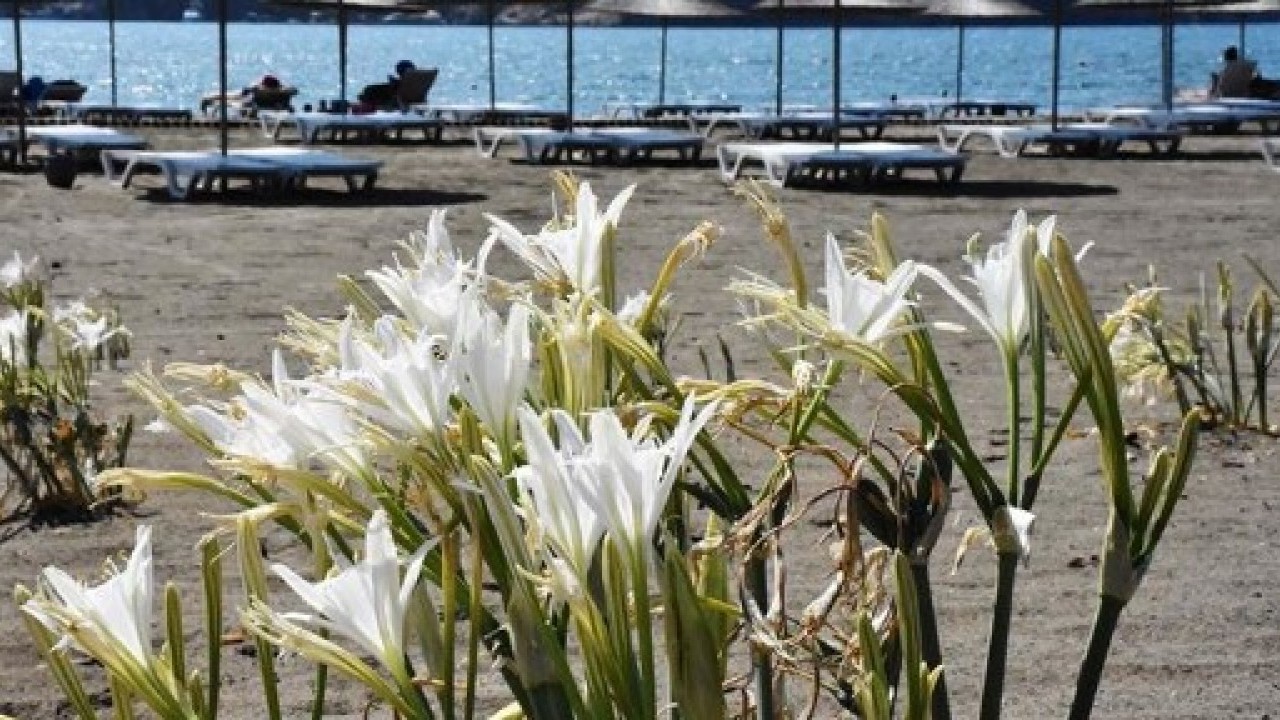 Foto - Onlara dokunmadan önce iyi düşünün: Cezası tam 557 bin lira!