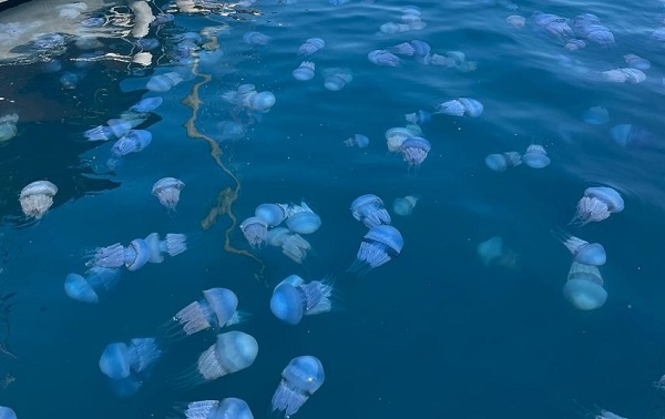 Foto - Onlarca ihbar geliyor! Vatandaşlar denizanası dedektifi oldu