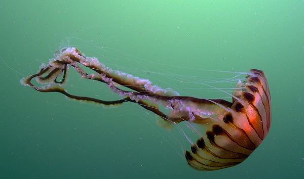 Onlarca ihbar geliyor! Vatandaşlar denizanası dedektifi oldu