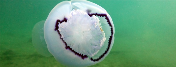 Foto - Onlarca ihbar geliyor! Vatandaşlar denizanası dedektifi oldu