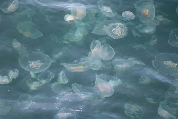 Foto - Onlarca ihbar geliyor! Vatandaşlar denizanası dedektifi oldu