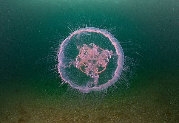 Foto - Onlarca ihbar geliyor! Vatandaşlar denizanası dedektifi oldu
