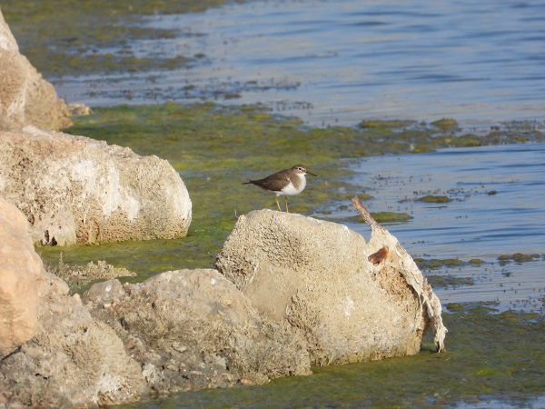 Foto - Onlarca kuş türene ev sahipliği yapıyordu! Sulak alan bu hale geldi