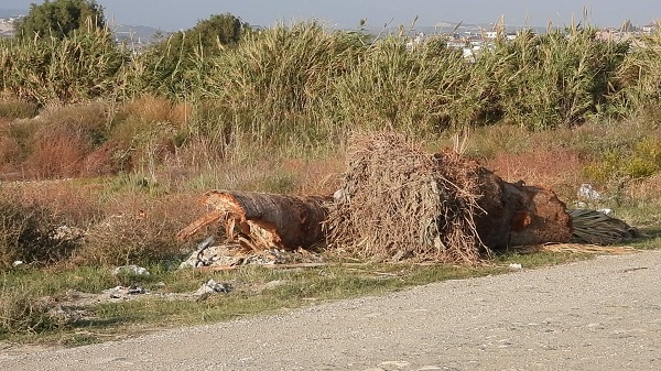 Foto - Onlarca kuş türene ev sahipliği yapıyordu! Sulak alan bu hale geldi