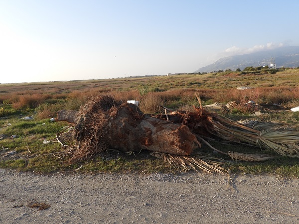 Foto - Onlarca kuş türene ev sahipliği yapıyordu! Sulak alan bu hale geldi