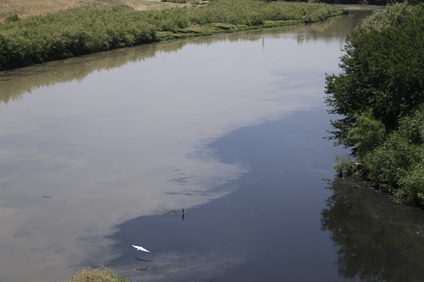 Foto - Onlarca kuş türüne ev sahipliği yapıyor! Dicle Nehri'nde korkutan manzara