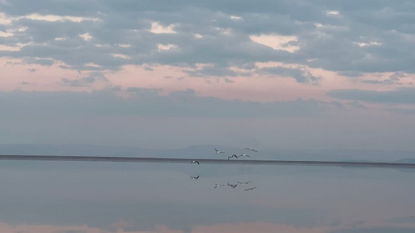 Foto - Onlarca kuş türünün yaşadığı gölde suların yüzde 80'i çekildi! Gölde su derinliği bir karışa düştü