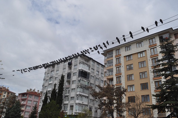 Foto - Onlarca kuşun buluşma noktası | Kuşlar bu büfenin önünden ayrılmıyor! 