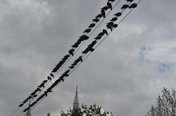 Foto - Onlarca kuşun buluşma noktası | Kuşlar bu büfenin önünden ayrılmıyor! 