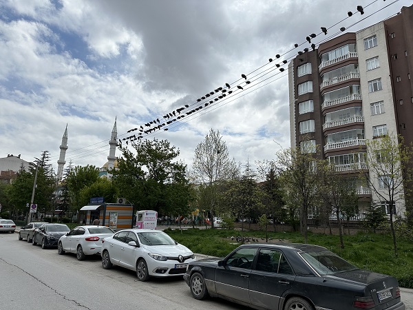 Foto - Onlarca kuşun buluşma noktası | Kuşlar bu büfenin önünden ayrılmıyor! 