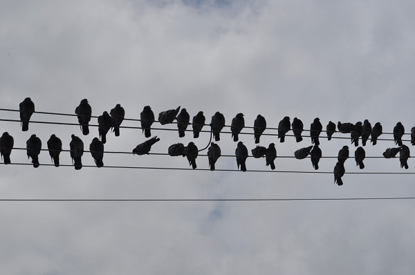 Onlarca kuşun buluşma noktası | Kuşlar bu büfenin önünden ayrılmıyor! 