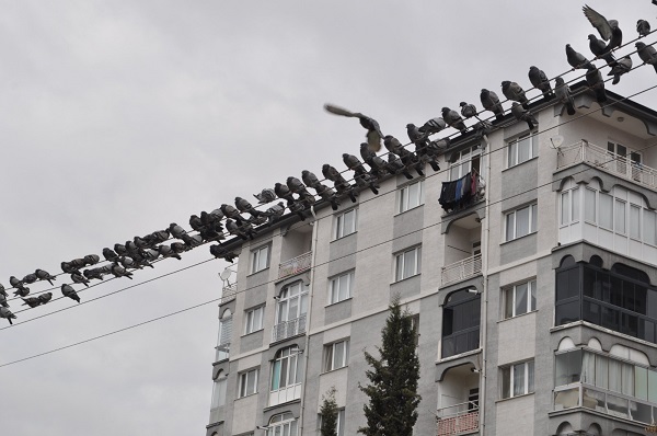 Foto - Onlarca kuşun buluşma noktası | Kuşlar bu büfenin önünden ayrılmıyor! 