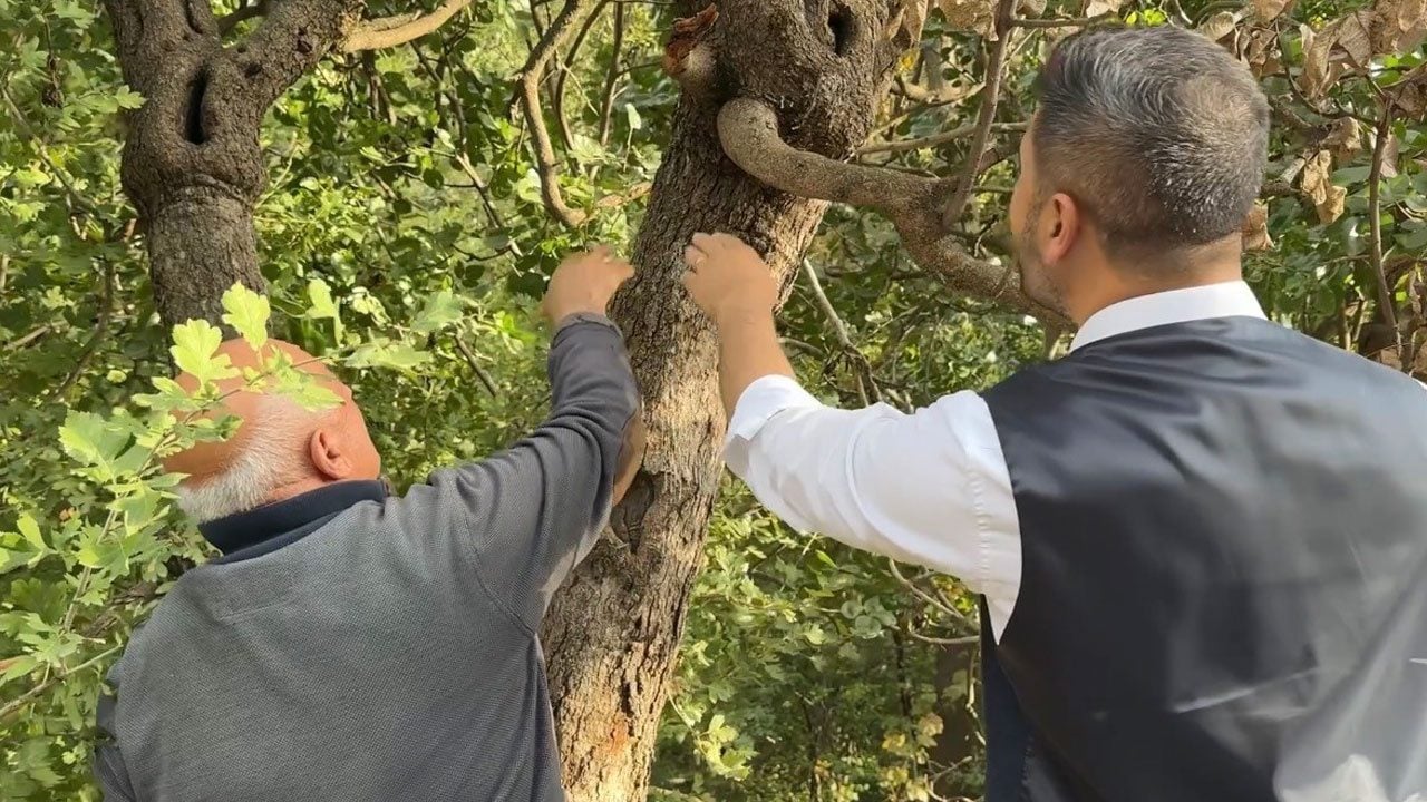 Foto - Onlarca sene bakımsız kaldı, 50 yıl sonra gelir kapısı oldu! "Yüksekova’da olmaz" denileni yaptılar
