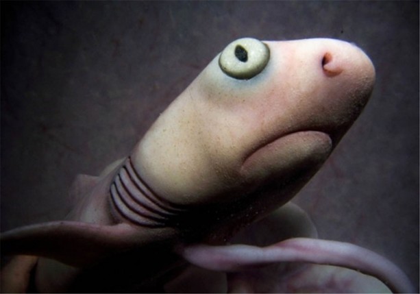 Foto - Onları ana rahminde gördünüz mü?