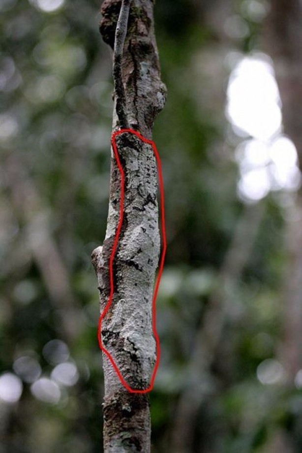 Foto - Onları görebilmek mümkün değil!