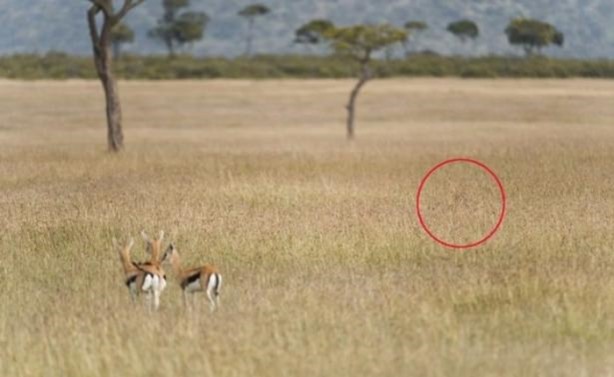 Foto - Onları görebilmek mümkün değil!