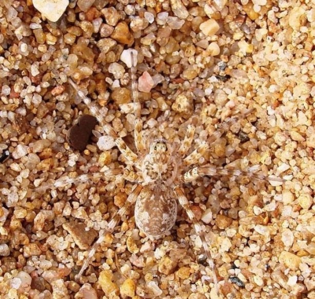 Foto - Onları görebilmek mümkün değil!