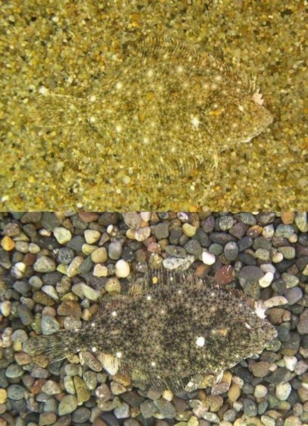 Foto - Onları görebilmek mümkün değil!