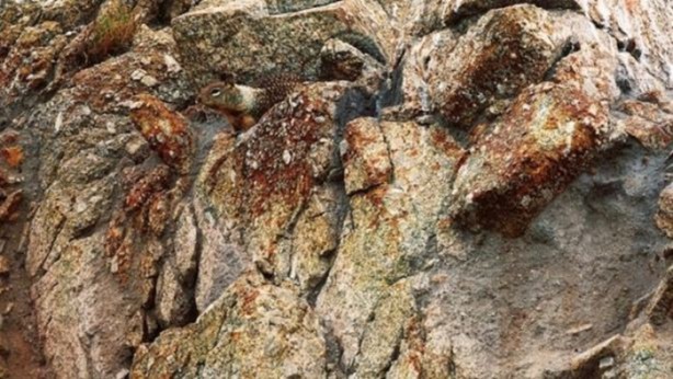 Foto - Onları görebilmek mümkün değil!