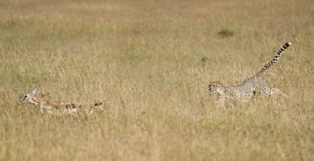 Foto - Onları görebilmek mümkün değil!