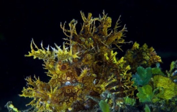 Foto - Onları görebilmek mümkün değil!