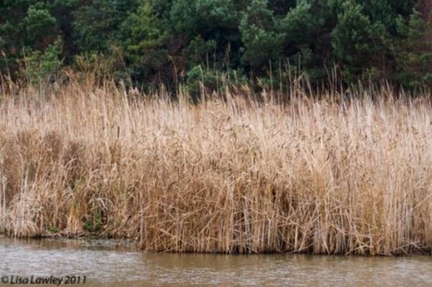 Foto - Onları görebilmek mümkün değil!